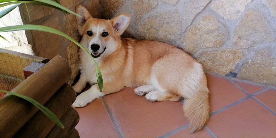 Dingo campo corgi portugal