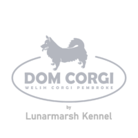 Dom Corgi